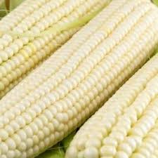 Kalahari Early Pearl White Maize(Zea Mays)