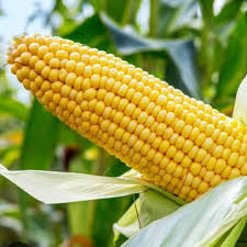 Sahara Yellow Maize (Zea Mays)