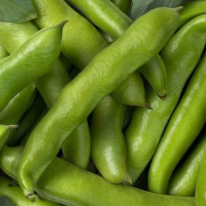 Broad Bean