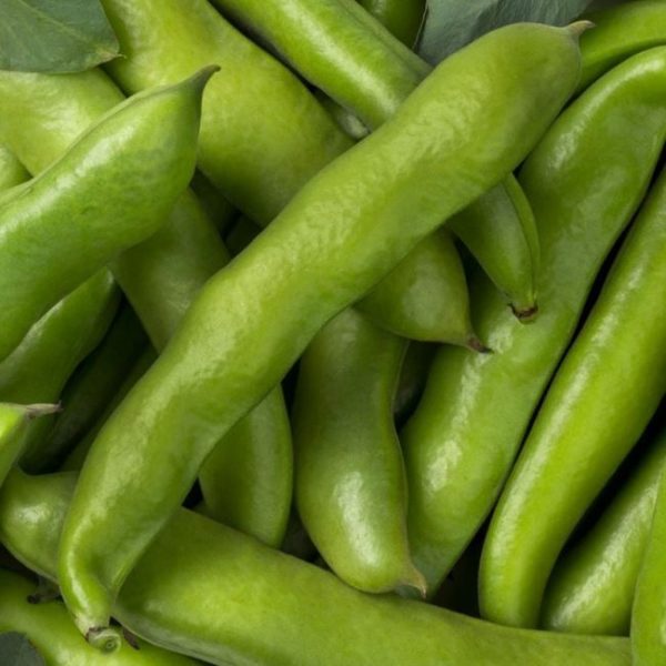 Broad Bean