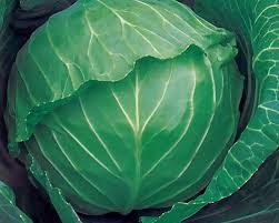 Cabbage Glory of Enkuizen